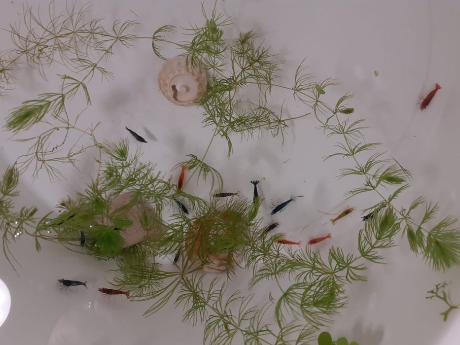 Krewetki Neocaridina - Mix kolorów