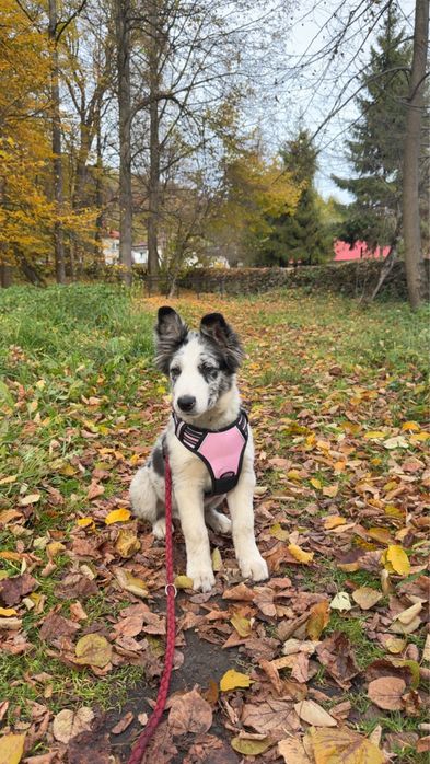 Piesek border collie