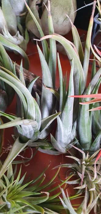 Tillandsias plantas Aéreas