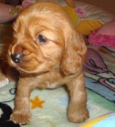 Енергійні та віддані — кокер-спанієлі обох статей