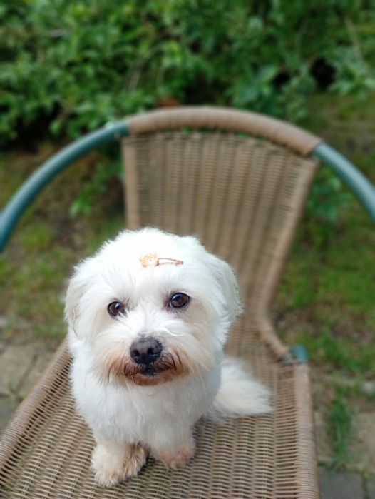 Tobi mały maltańczyk do adopcji