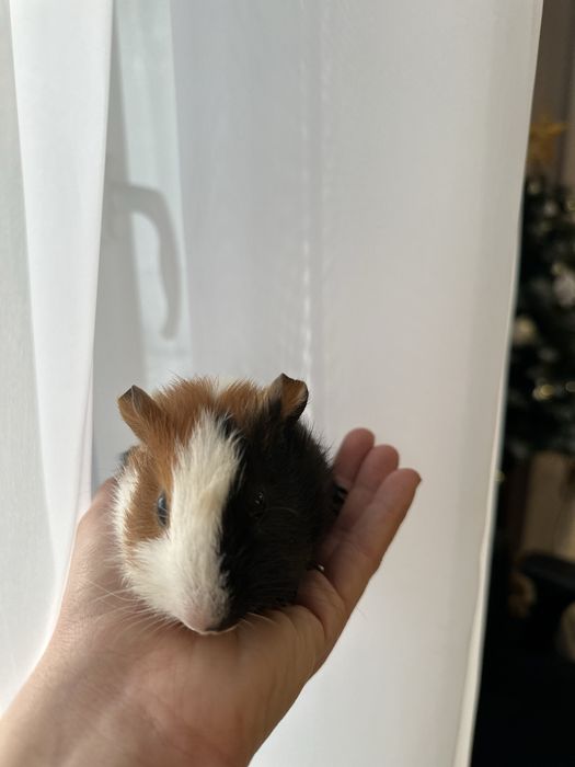 Świnka Morska Cavia Domowa samiec