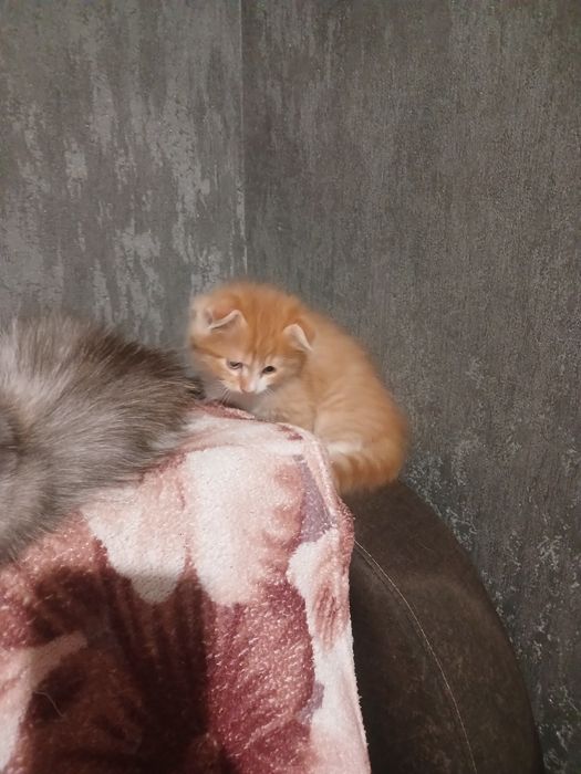 Весловухі кошенята
