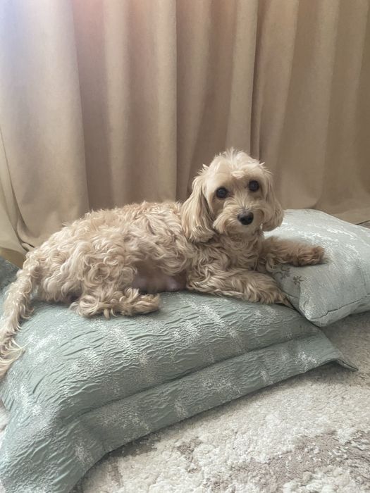 Шукаю той- пуделя для вязки з мальтпу дівчинкою.