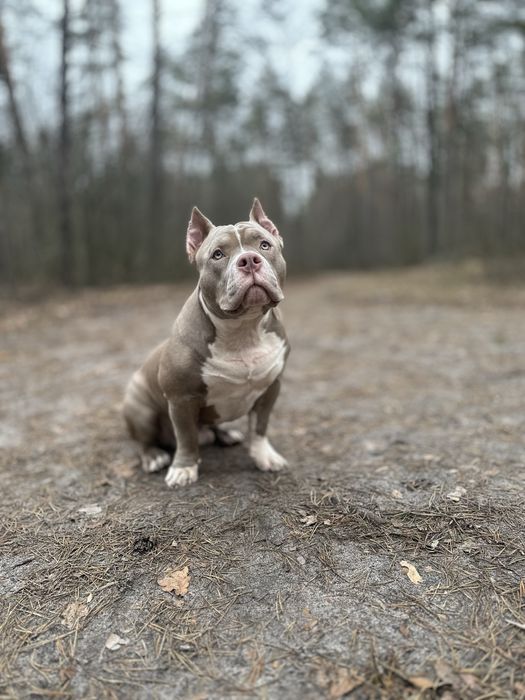 Американський буллі вʼязка