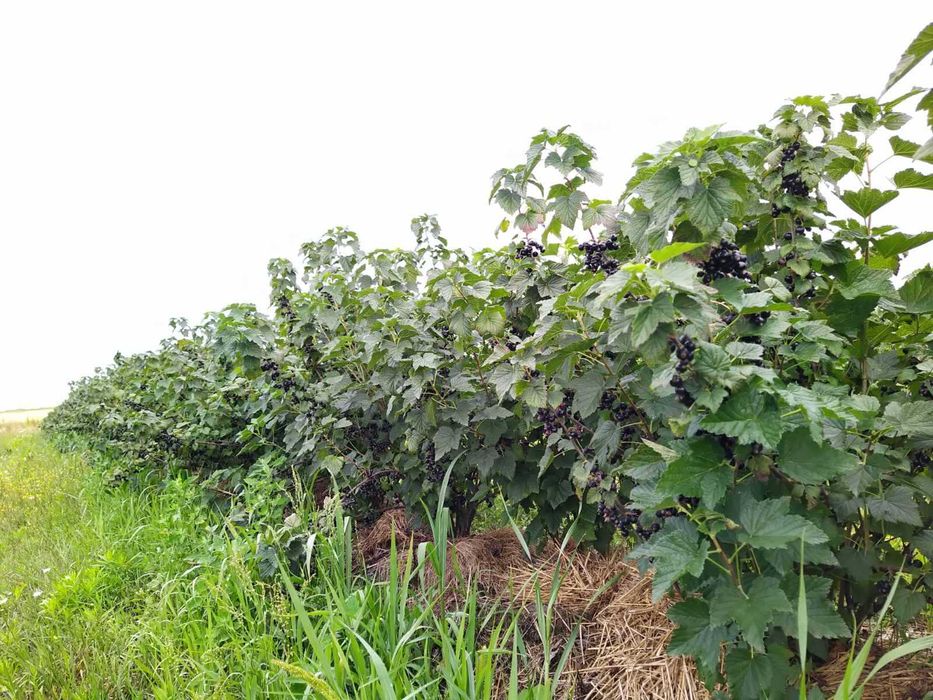 Смородина (черенки)