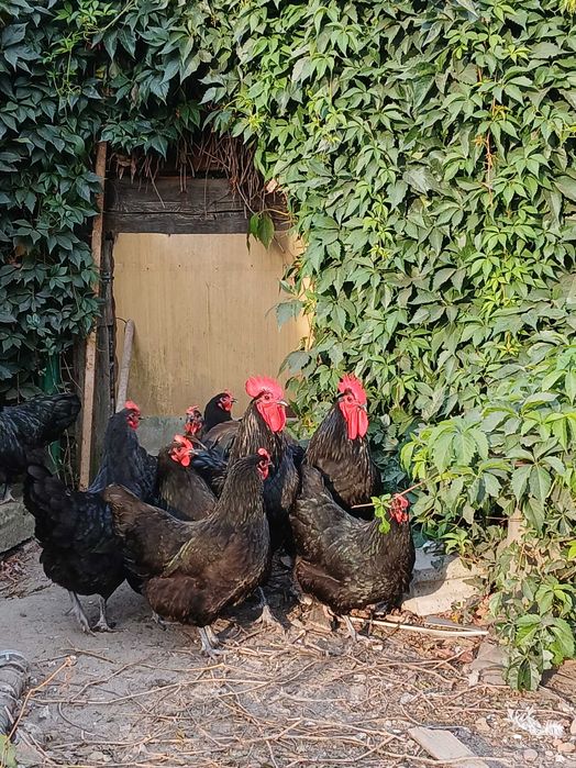 australorp-  jajka, jaja lęgowe