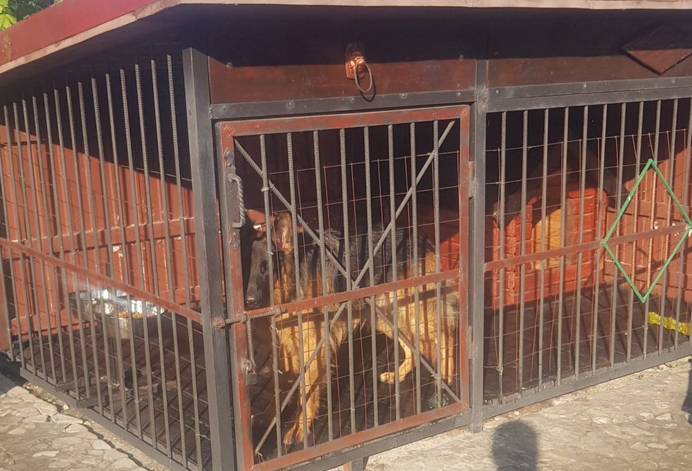 Перетримка собак  інших тварин...