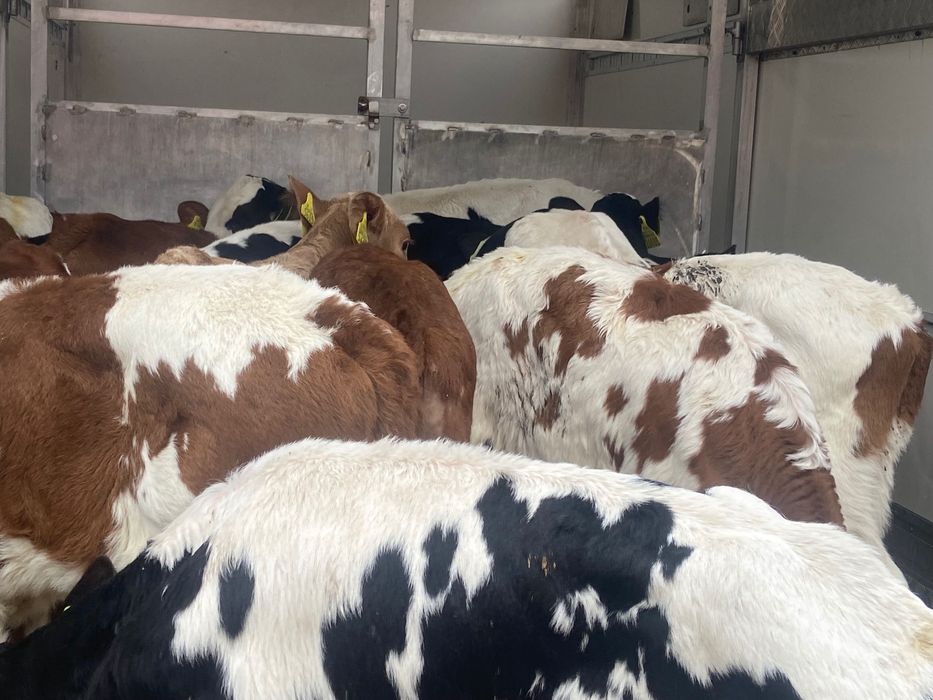 Sprzedam cielaki mięsne 14szt biała strefa