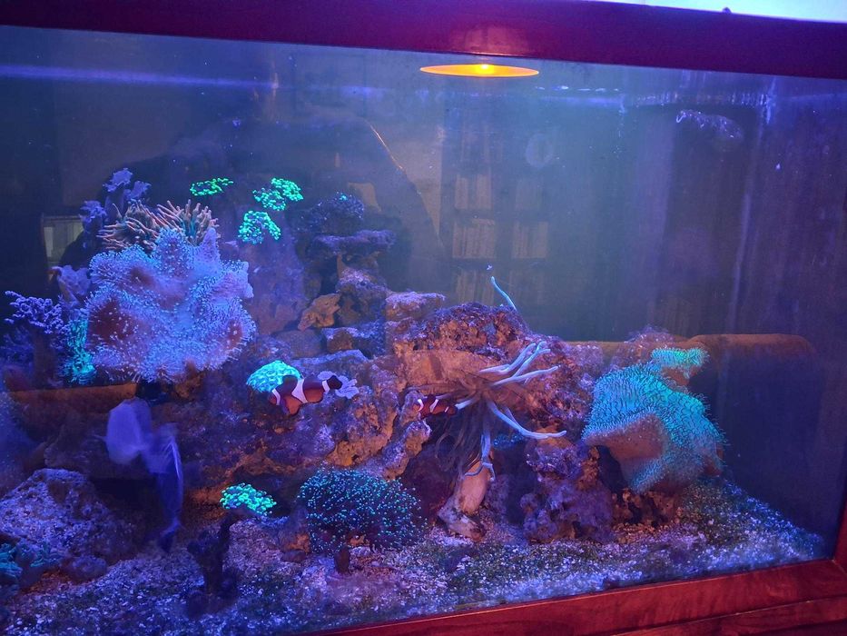 Peixes de agua Salgada