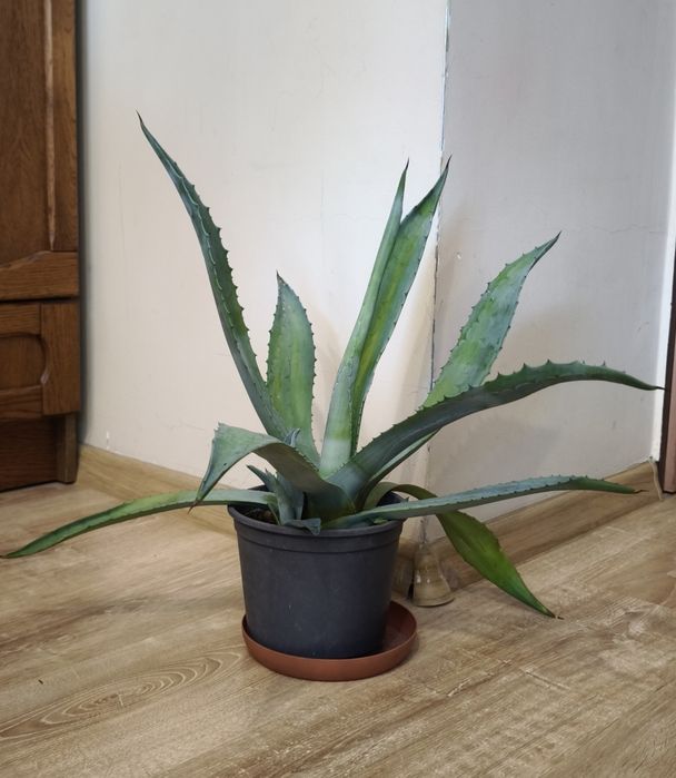 Kwiatki epipremnum