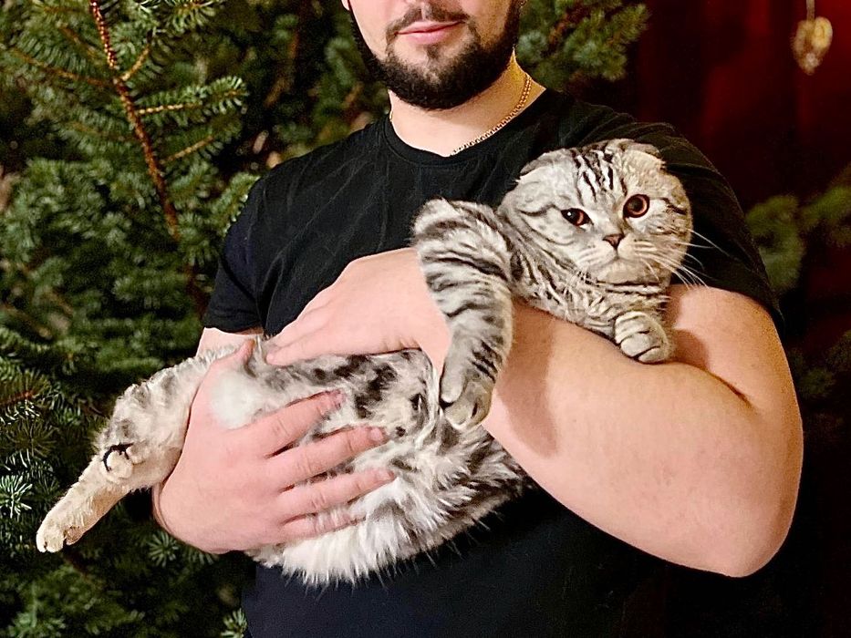 Кот вязка шотландский вислоухий