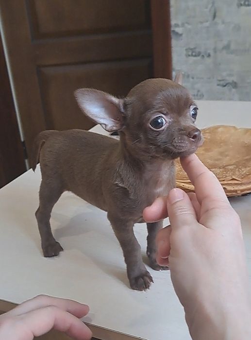 Малышка чихуахуа