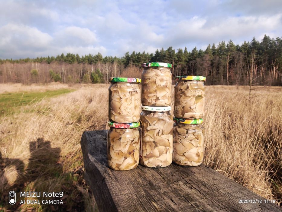 Грибы маринованные говорушка ( рядовка ) дымчатая .