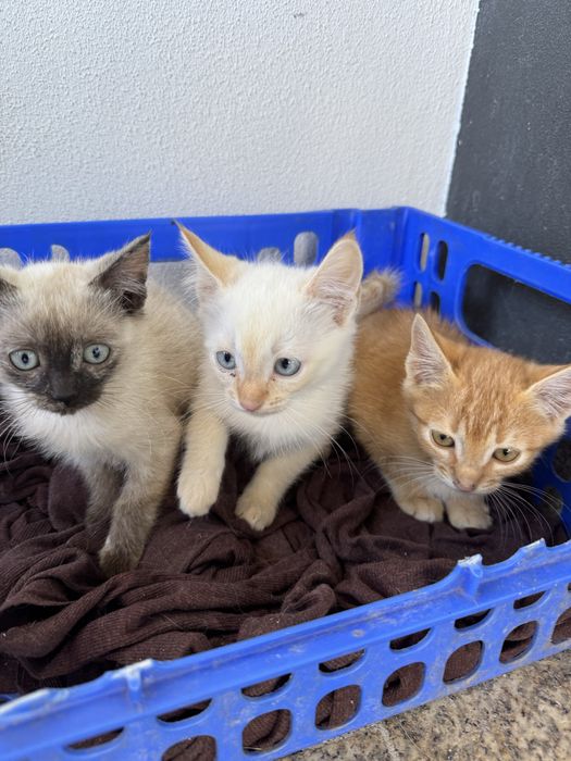 3 gatinhos para adoção