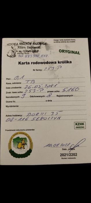 Кролі, кролики, термон, термонд. Термондська біла(Термонська біла)
