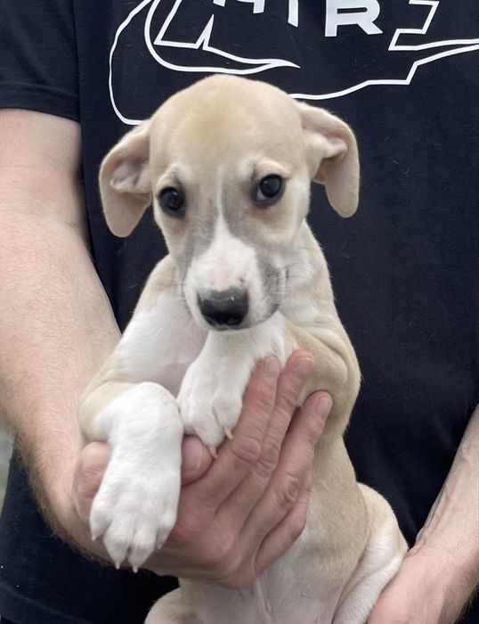 Whippet Chart angielski Revirado FCI