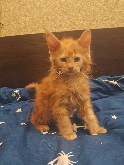 Кошеня Мейн Кун  мейнкун