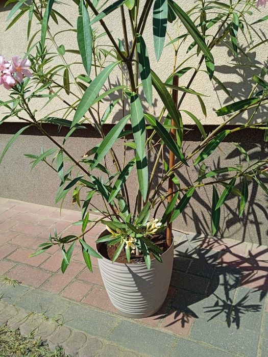 Oleander pospolity