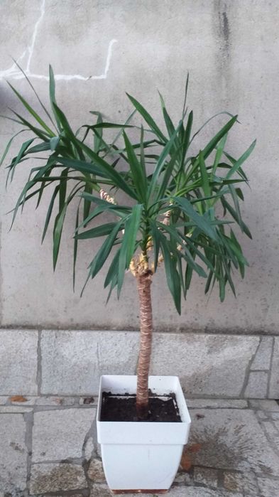 Yucca Pata de Elefante