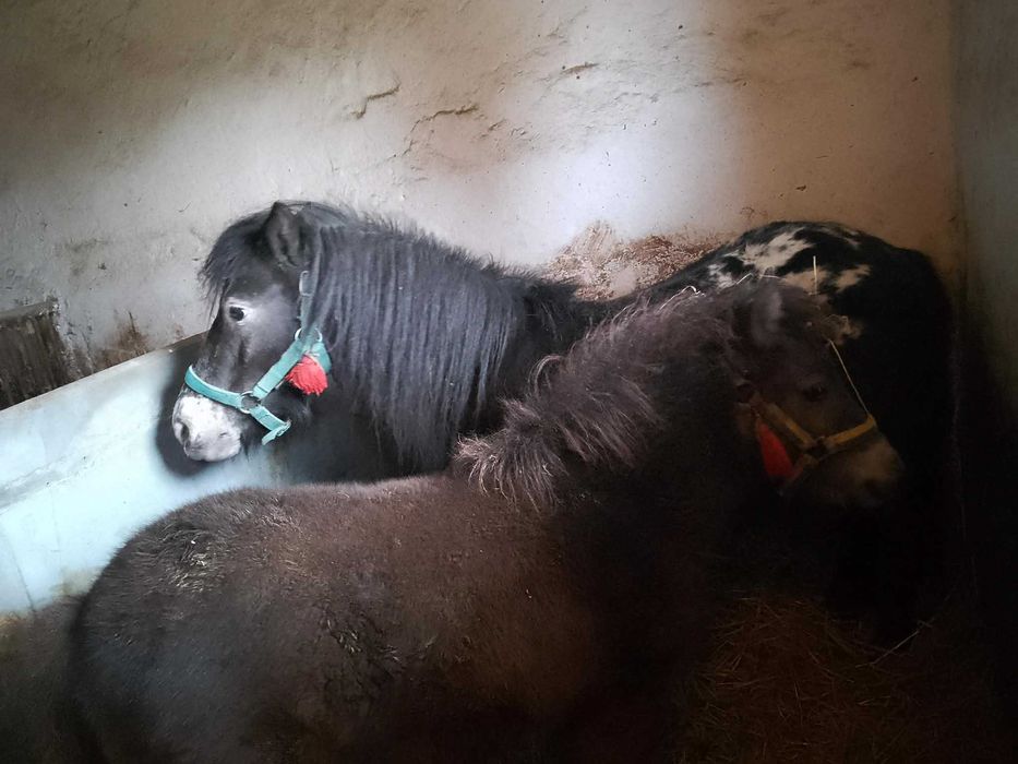 Źrebica kucyka sprzedam