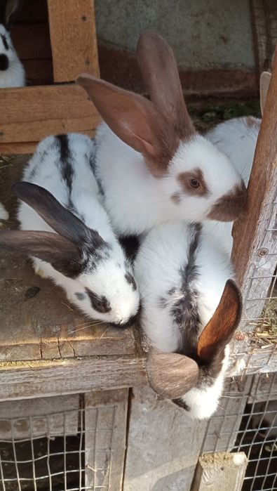 Продам НСВ кроликів