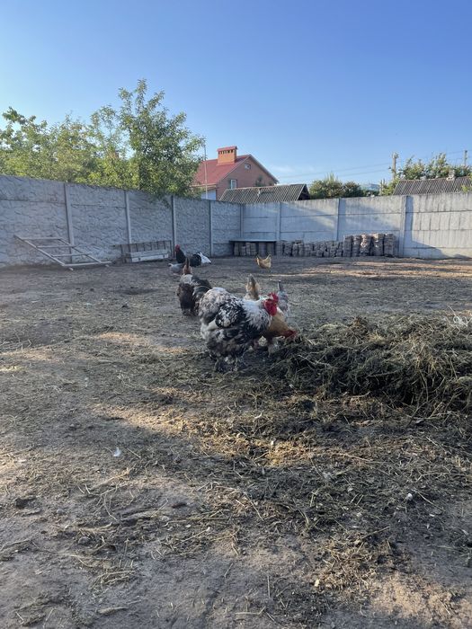 Питушки 2 штуки