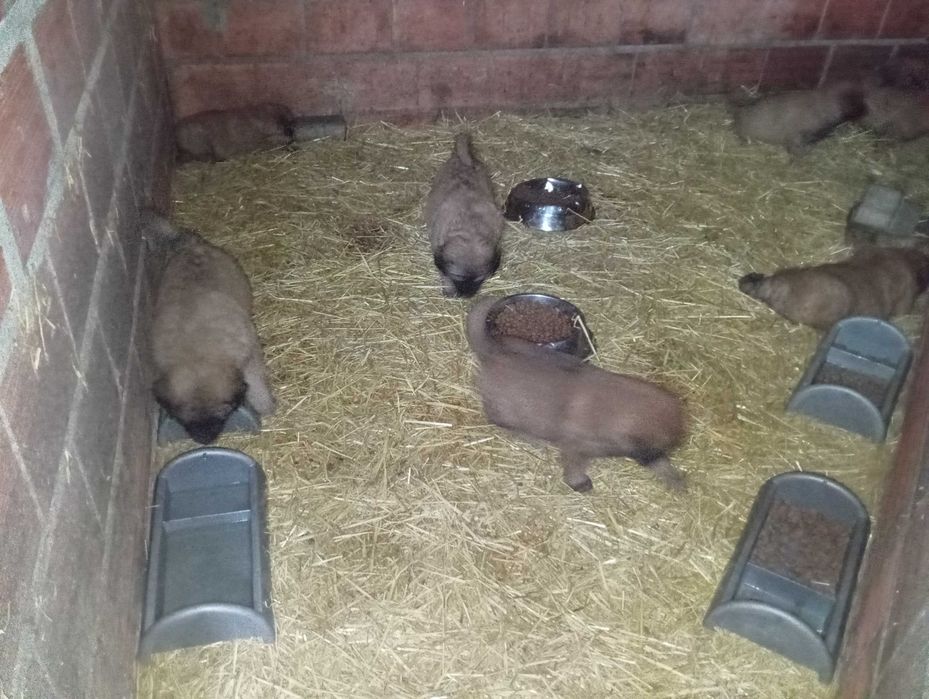 Cães serra da estrela