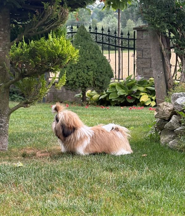 Shih Tzu FCI ZKwP Pies
