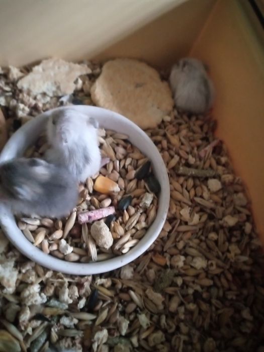 Хомячки Кременчуг