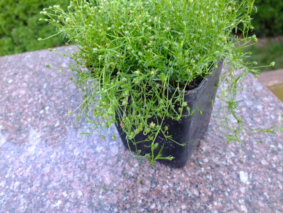 karmnik ościsty w doniczce p9