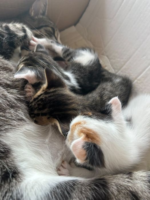 Gatinhos para adoção