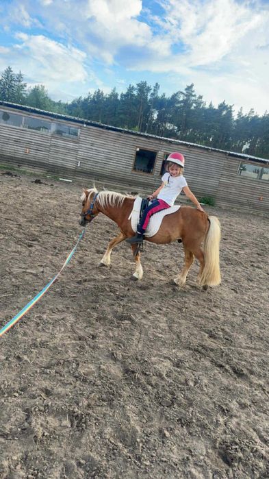 sprzedam kucyka ogierka