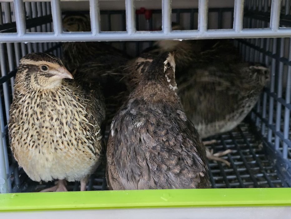 Młode nioski przepiórki celadon jumbo włoszka texas czerwone brojler