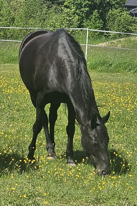 Klacz Kara 6 lat