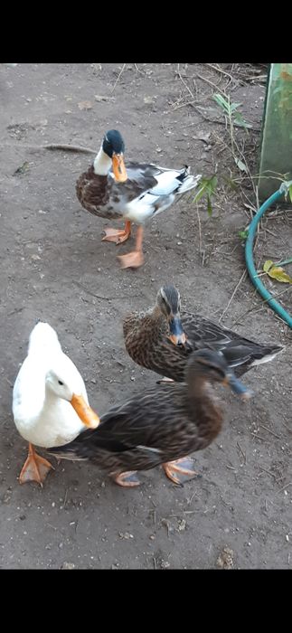 Vendo patos diversos (mistos)