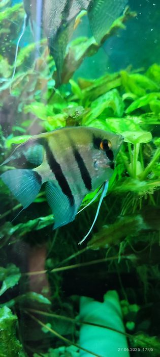 Скалярии разных размеров