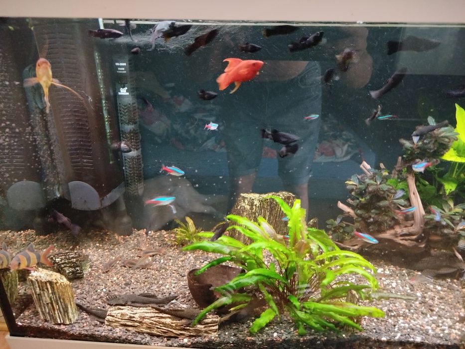 Akwarium Juwel 240 l