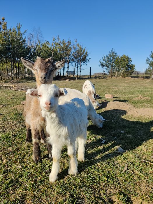 Młode  koziołki, zapraszam
