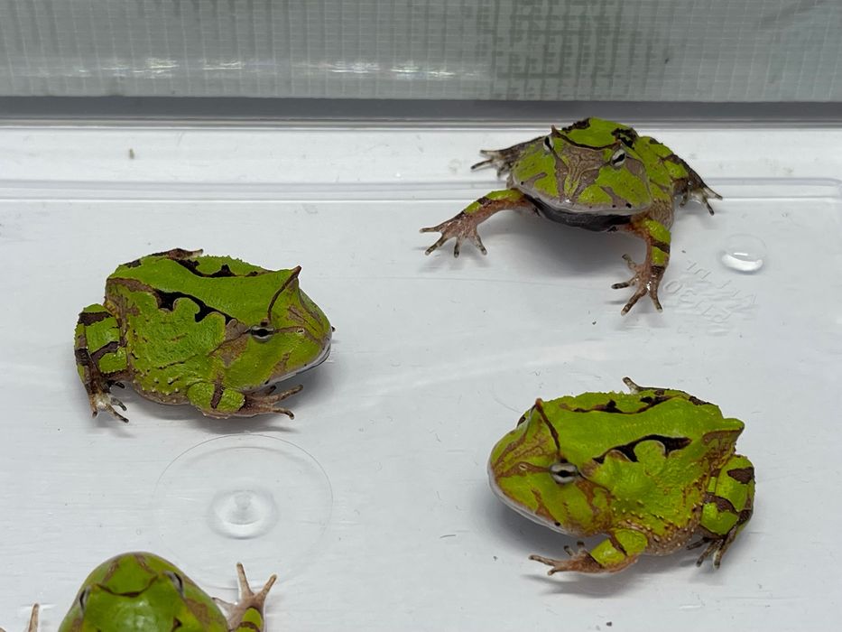 Żaba rogatą ceratophrys cornuta green