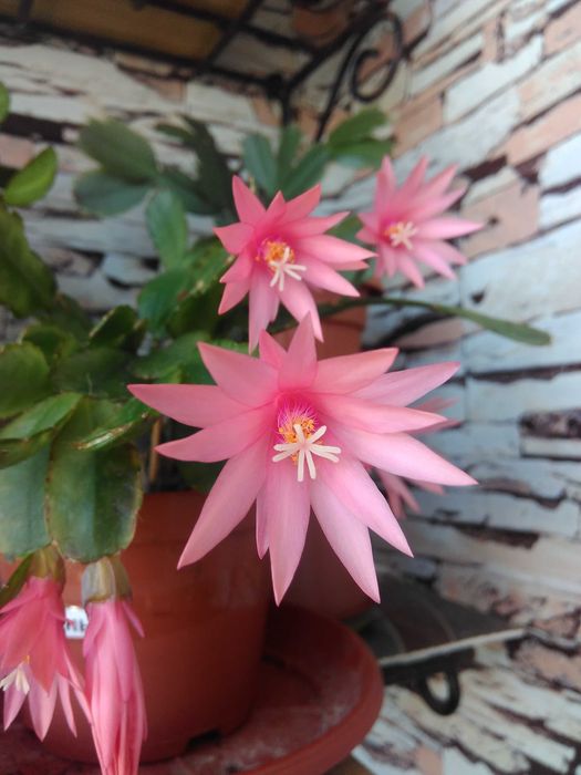 Рипсалидопсис разные