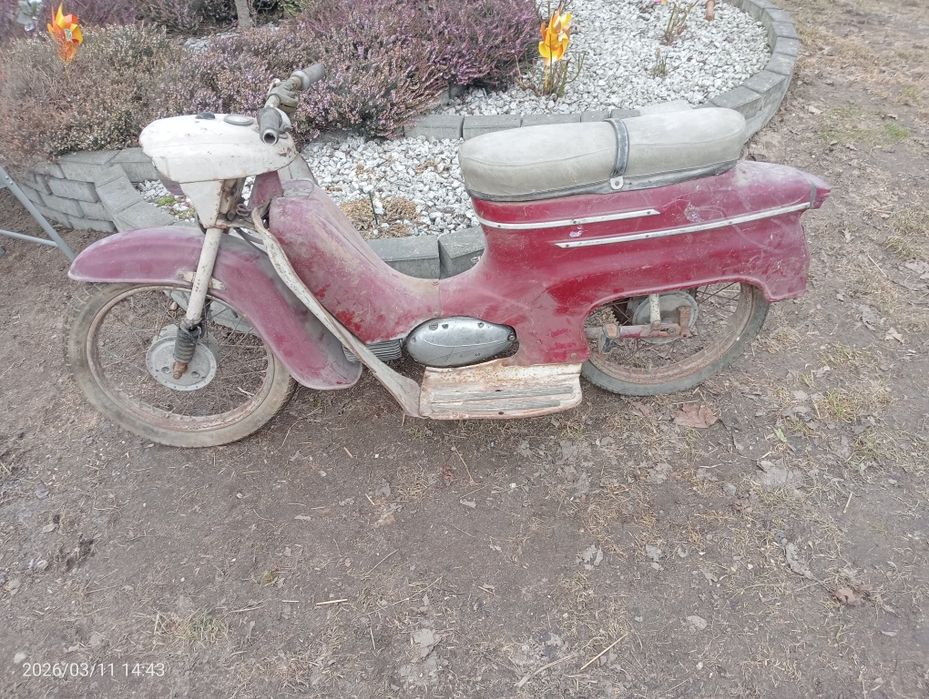 Jawka pancerka 50 kaczka