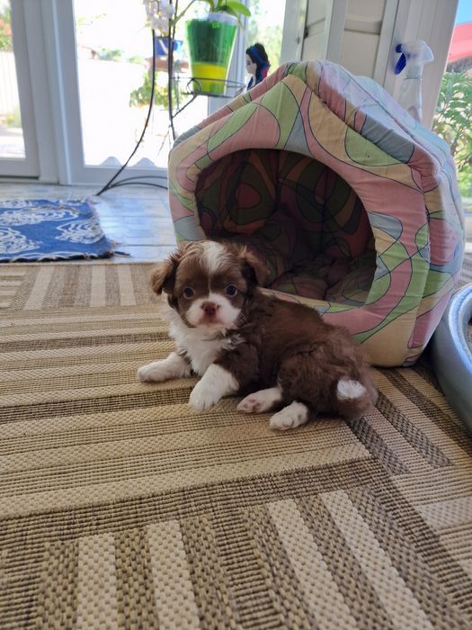 Терміново! Чіхуахуа в очікуванні вашої любові!