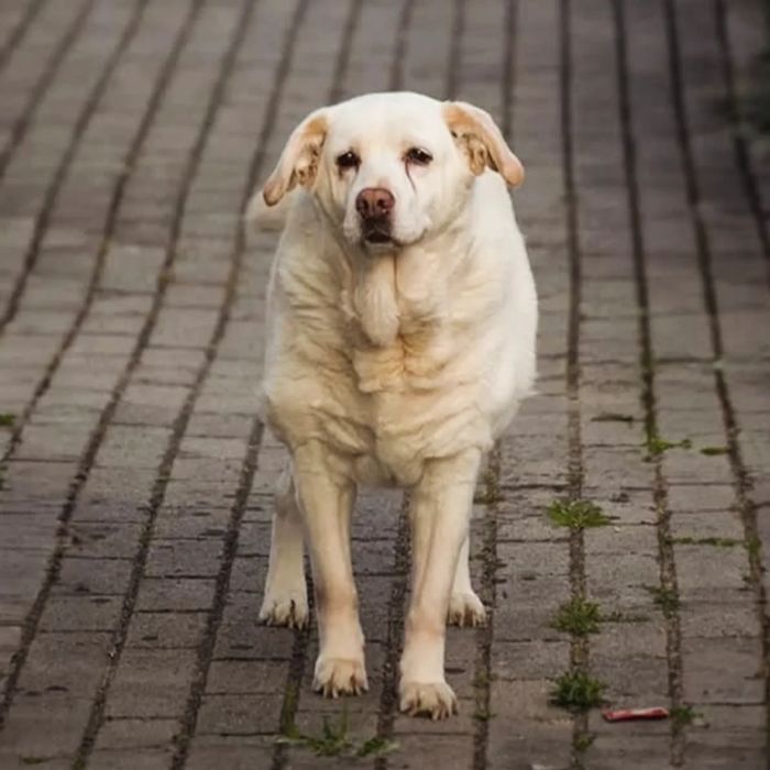 Petsitting & Pet Walking em Braga – com cuidado profissional e dedicação genuína