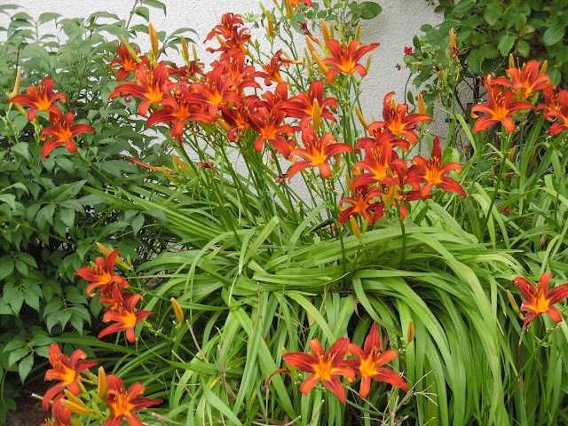 nadwyzki z ogrodka od 0,20