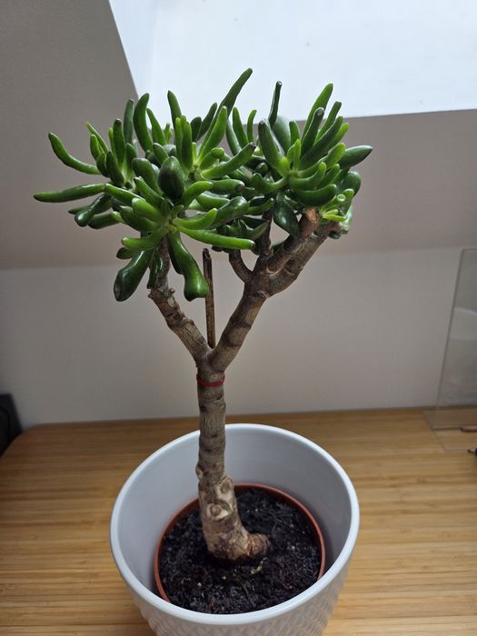 Formowana Crassula ovala odm. Hobbit