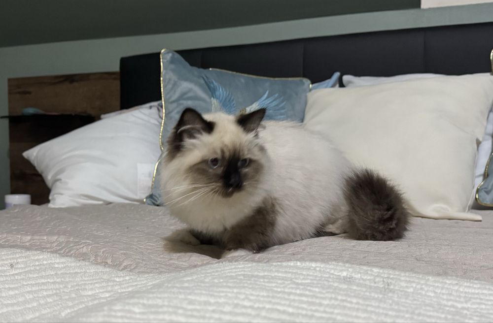 Kot syberyjski Neva Masquerade PZF/WCF .