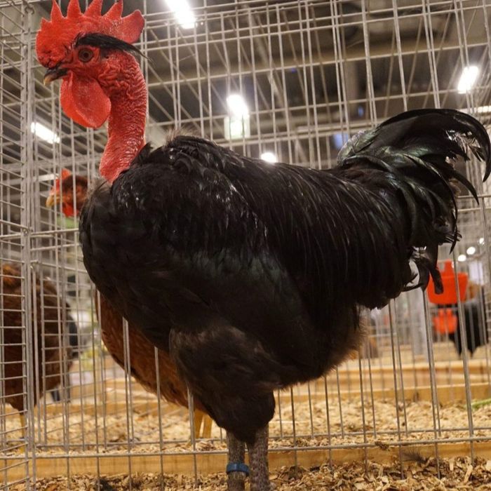 Инкубационное яйцо курицы испанка