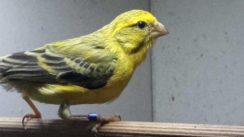 Kanarki Kulczyk Flaviventris 2024 sprowadzone z Włoch