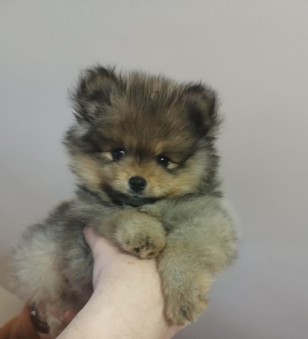 Zkwp szpic miniaturowy pomeranian